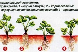 Plantarea corectă a căpșunilor