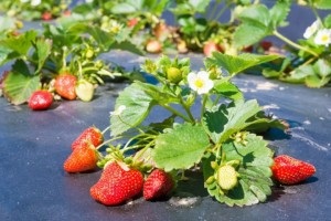 Plantarea corectă a căpșunilor