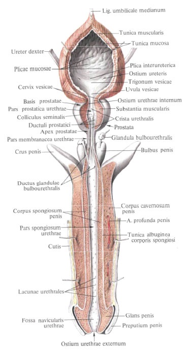 Glanda prostatică