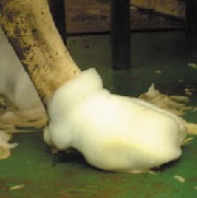 Prevenirea și tratamentul lamei la vaci