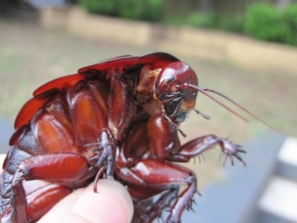 Bouncing ghemuit saltoblattella montistabularis și rhinoceros macropanesthia -