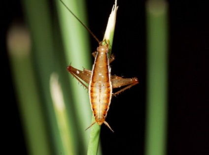 Bouncing ghemuit saltoblattella montistabularis și rhinoceros macropanesthia -