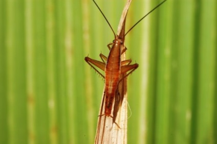 Bouncing ghemuit saltoblattella montistabularis și rhinoceros macropanesthia -