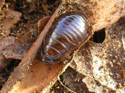 Bouncing ghemuit saltoblattella montistabularis și rhinoceros macropanesthia -