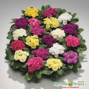 Primrose pentru forțarea regulilor de cultivare!