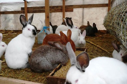 Inocularea și tratamentul iepurilor