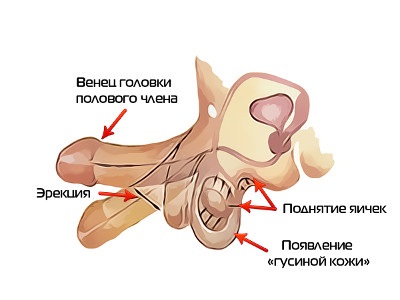 Erecția principalelor cauze ale slăbirii funcției erectile