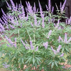 Prutnyak obișnuit (vitex sacru sau copac Avraam) vitex agnus-castus, oncologie - metode