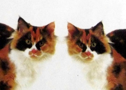 Psihologii au descris sindromul de substituție a pisicilor