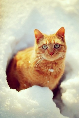 Poveste despre filimonul de pisici roșii fără adăpost, pisica roșie