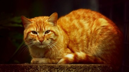 A történet egy piros hajléktalan macska Philemon, vörös macska