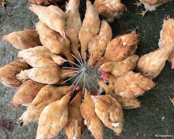 Rația de hrănire a găinilor