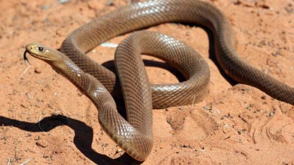 Reptile (reptile scalabile) sau reptile - apa - o sursa de frumusete si de tineret