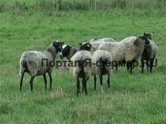 Rezultatul tehnologiei moderne de păstrare a oilor