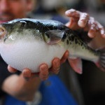 Fugu játék a halál egy szamuráj, édes keleti