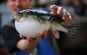 Fugu játék a halál egy szamuráj, édes keleti