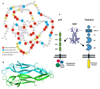 Rita levi-montalchini cum cresc neuronii