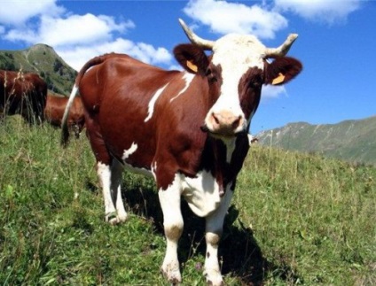 Vörös tehén - egy leírást a fajta