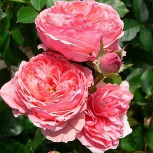 Rose floribunda caracteristici de plantare și de îngrijire, soiuri, sfaturi pentru creștere de la grădinari cu experiență