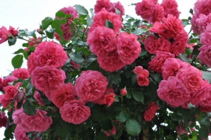 Rose alpinism rosarium yutteren отзывы фото, descriere