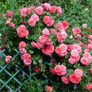Rose alpinism - rosarium yütersen plantare și îngrijire, descriere