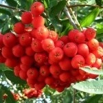 Rowan Nevezhinskaja - gyümölcsfák