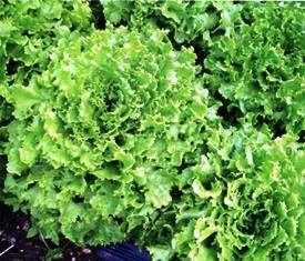 Salată - legume de primăvară, specii și soiuri, în creștere, sezon de vară