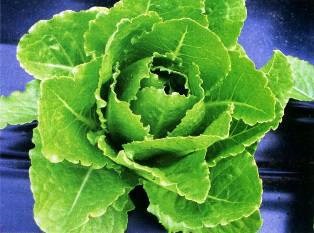 Salată - legume de primăvară, specii și soiuri, în creștere, sezon de vară