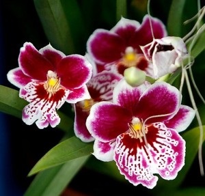 Cele mai populare tipuri de orhidee, gospodărie exemplară