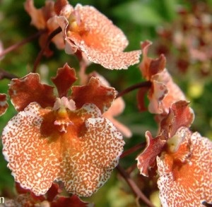 Cele mai populare tipuri de orhidee, gospodărie exemplară