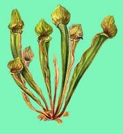 Sarracenia - húsevő növények