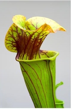 Sarracenia - o plantă-prădător și grijă de ea, greenhome