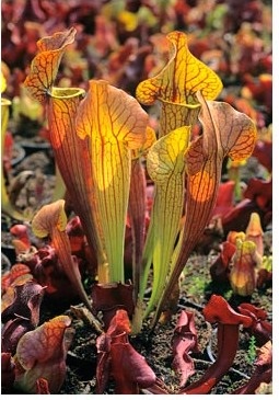 Sarracenia - o plantă-prădător și grijă de ea, greenhome