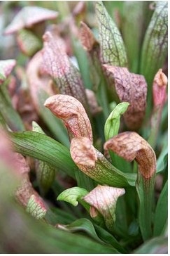 Sarracenia - o plantă-prădător și grijă de ea, greenhome