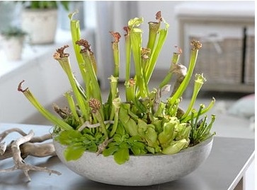 Sarracenia - o plantă-prădător și grijă de ea, greenhome