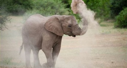 Savant elefant