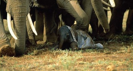 Savant elefant