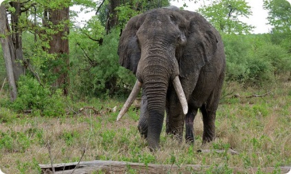 Afrikai elefánt (latin: