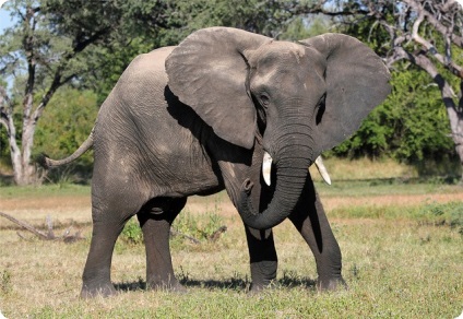 Elefantul salvat (lat