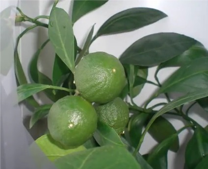 Titkok a citrusfélék termesztéséről