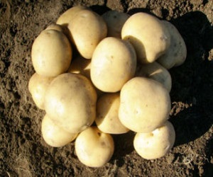 Cartofi de semințe, soiuri pentru regiunea Leningrad și nord-vest, vânzarea cu amănuntul