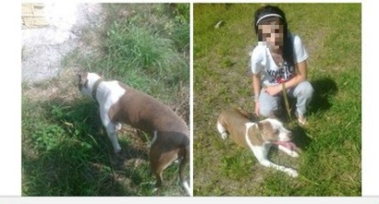Család, amelyben harci kutya megharapott egy gyermeket megsértették az állatjólét, hírek
