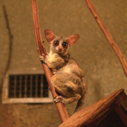 Szenegál Bushbaby különösen az életét az afrikai főemlősök