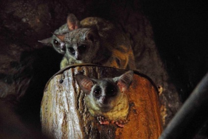 Szenegál Bushbaby különösen az életét az afrikai főemlősök