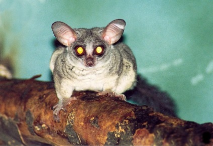 Szenegál Bushbaby különösen az életét az afrikai főemlősök