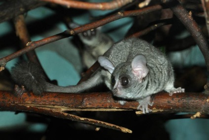 Szenegál Bushbaby különösen az életét az afrikai főemlősök