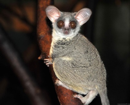 Szenegál Bushbaby különösen az életét az afrikai főemlősök