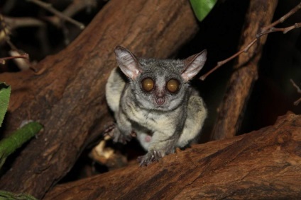 Szenegál Bushbaby különösen az életét az afrikai főemlősök