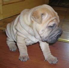 Shar Pei - egy élő rejtély Kína tudomány és az élet