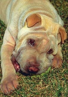 Shar Pei - egy élő rejtély Kína tudomány és az élet